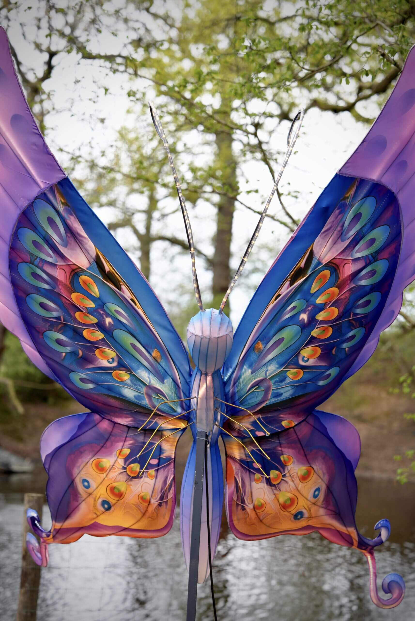 Butterfly wings representing emotional vulnerability and transformation in eating disorder recovery