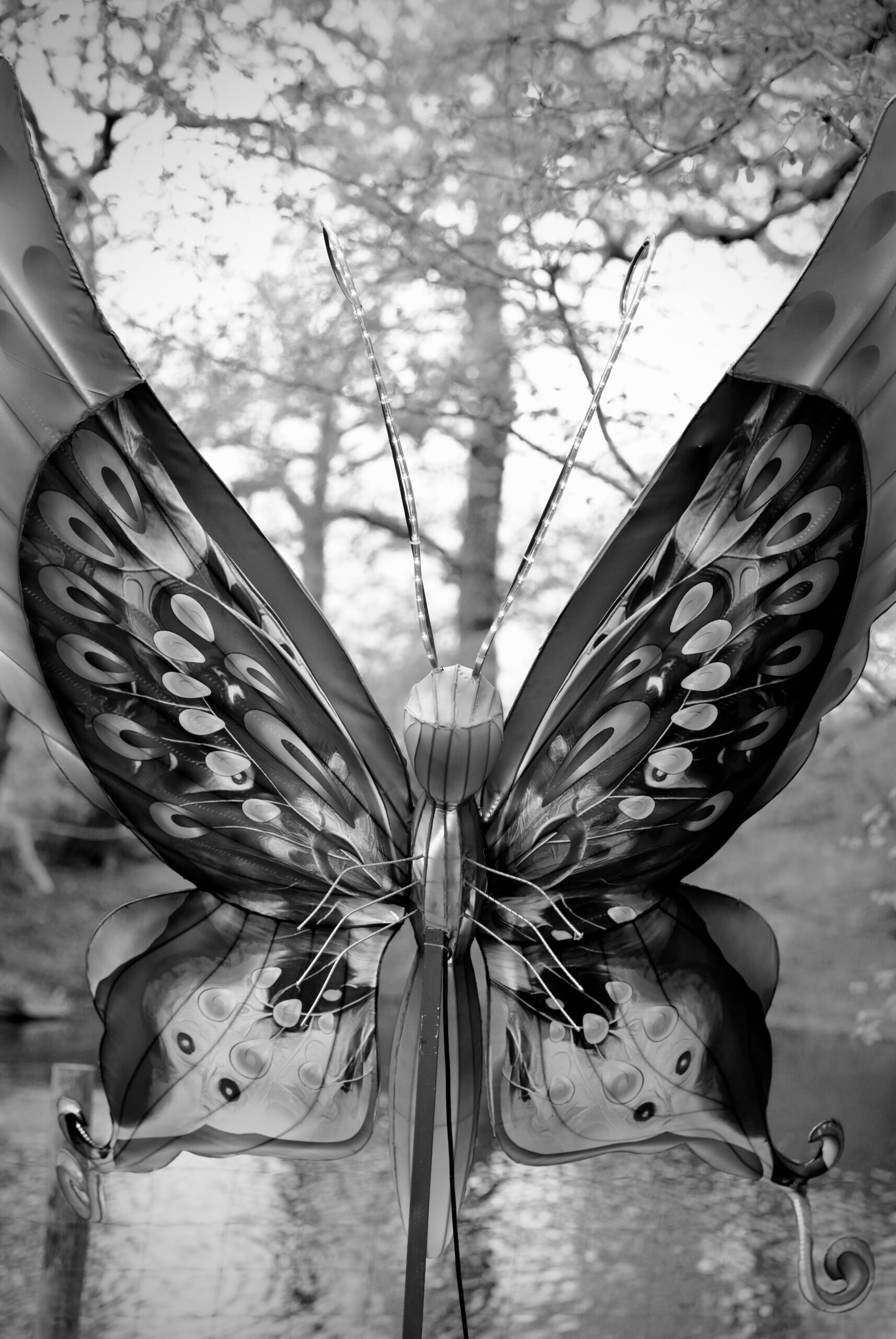 Black and white butterfly symbolising emotional pain, survival, and hidden struggles in eating disorder recovery