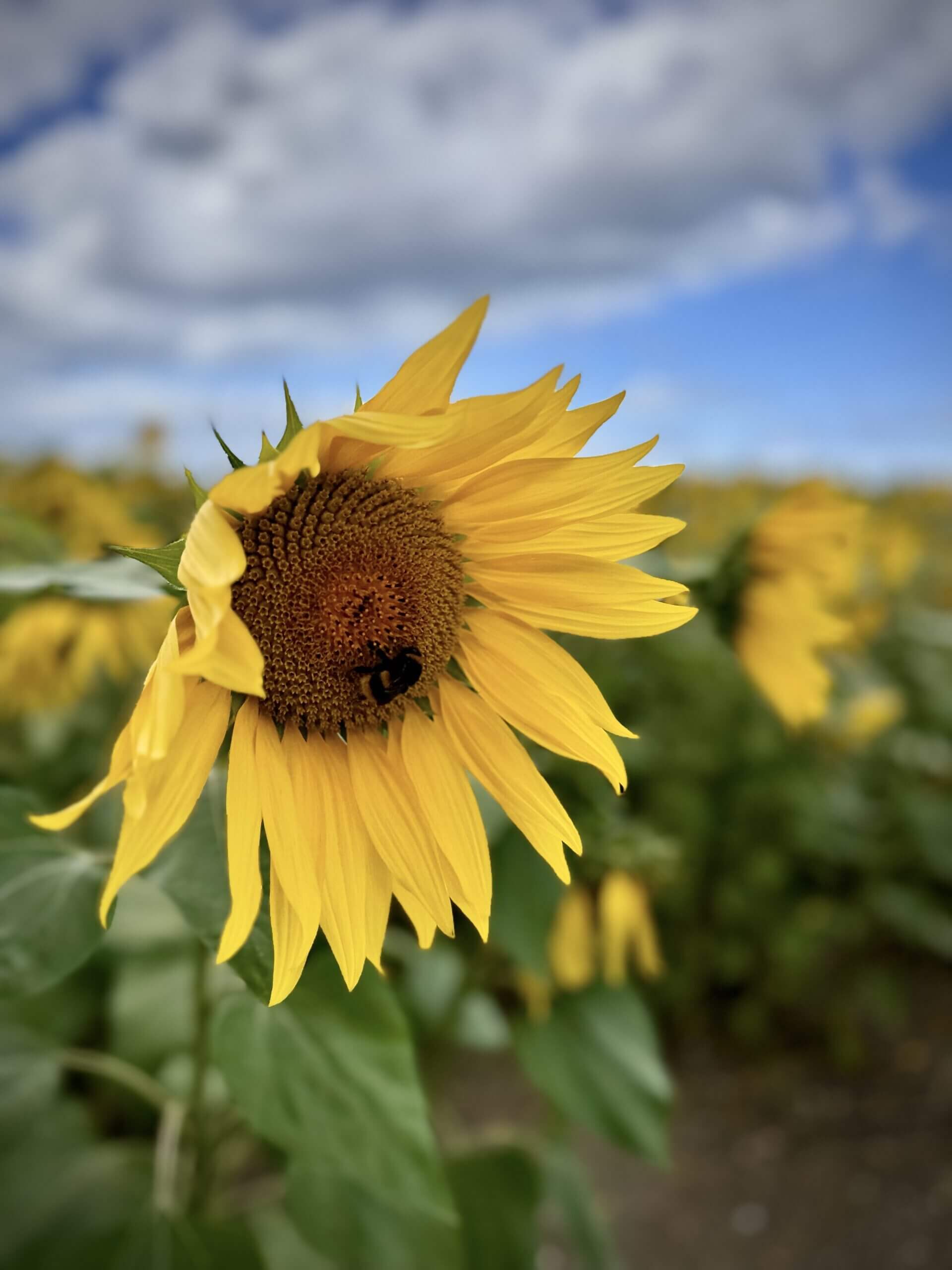 Becky Stone – Counsellor Who Cares Becky Stone smiling warmly—offering trauma-informed therapy in Canterbury for eating disorders, anxiety, depression, and neurodivergent mental health support.