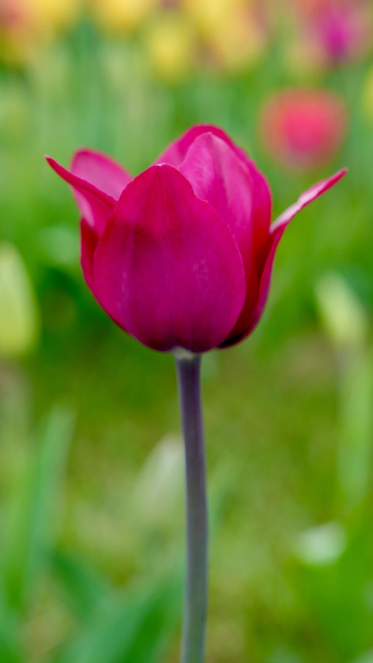 Pink Tulip – Symbol of Healing and Emotional Growth in Recovery Pink tulip symbolising growth and self-worth during eating disorder recovery and personal healing journey
