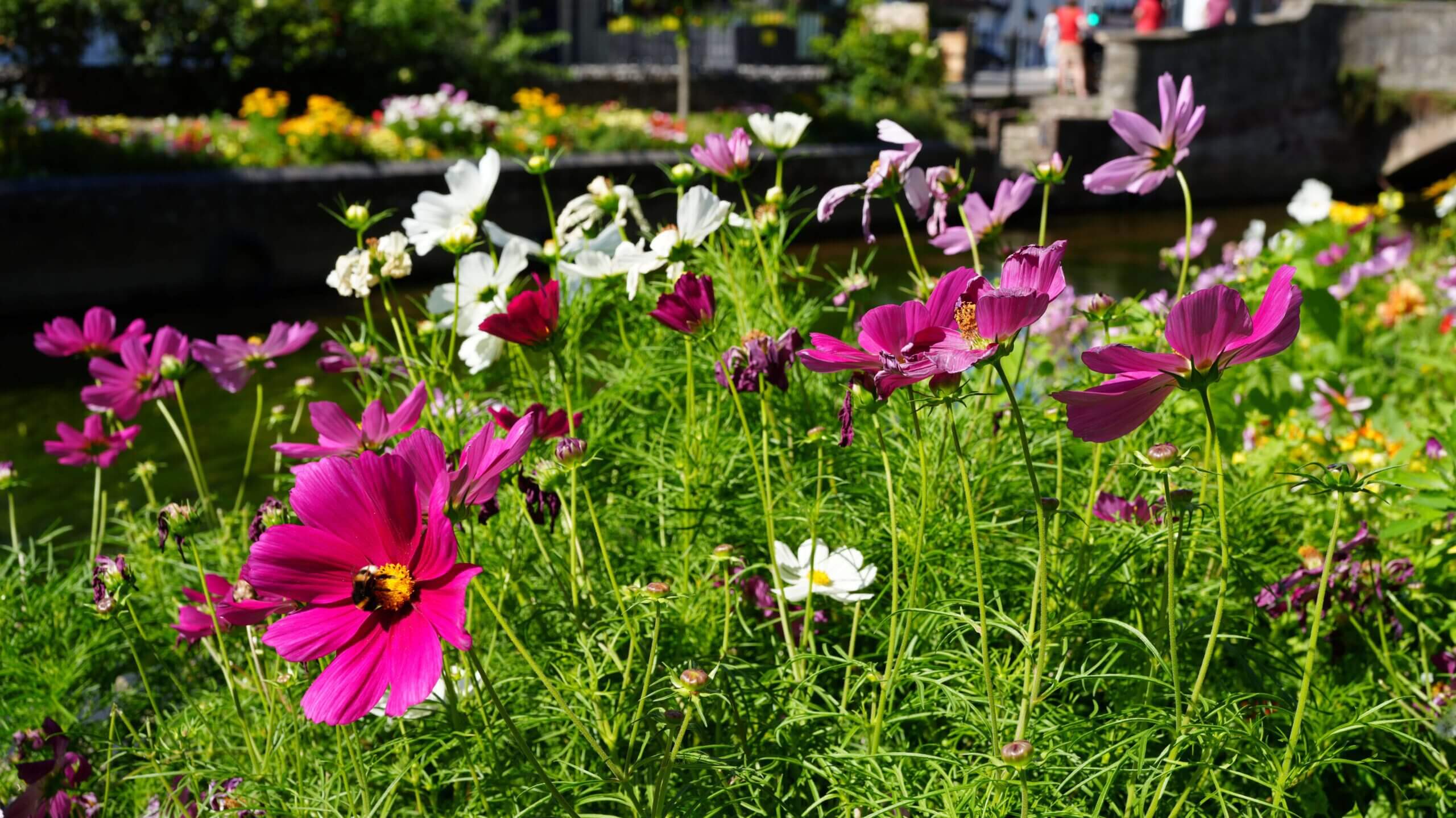 Becky Stone Canterbury Neurodiversity Therapist – Walk and Talk Therapy in Westgate Gardens Becky Stone, a Canterbury-based therapist specialising in neurodiversity, ADHD, and eating disorders, using peaceful spaces like Westgate Gardens for walk and talk therapy