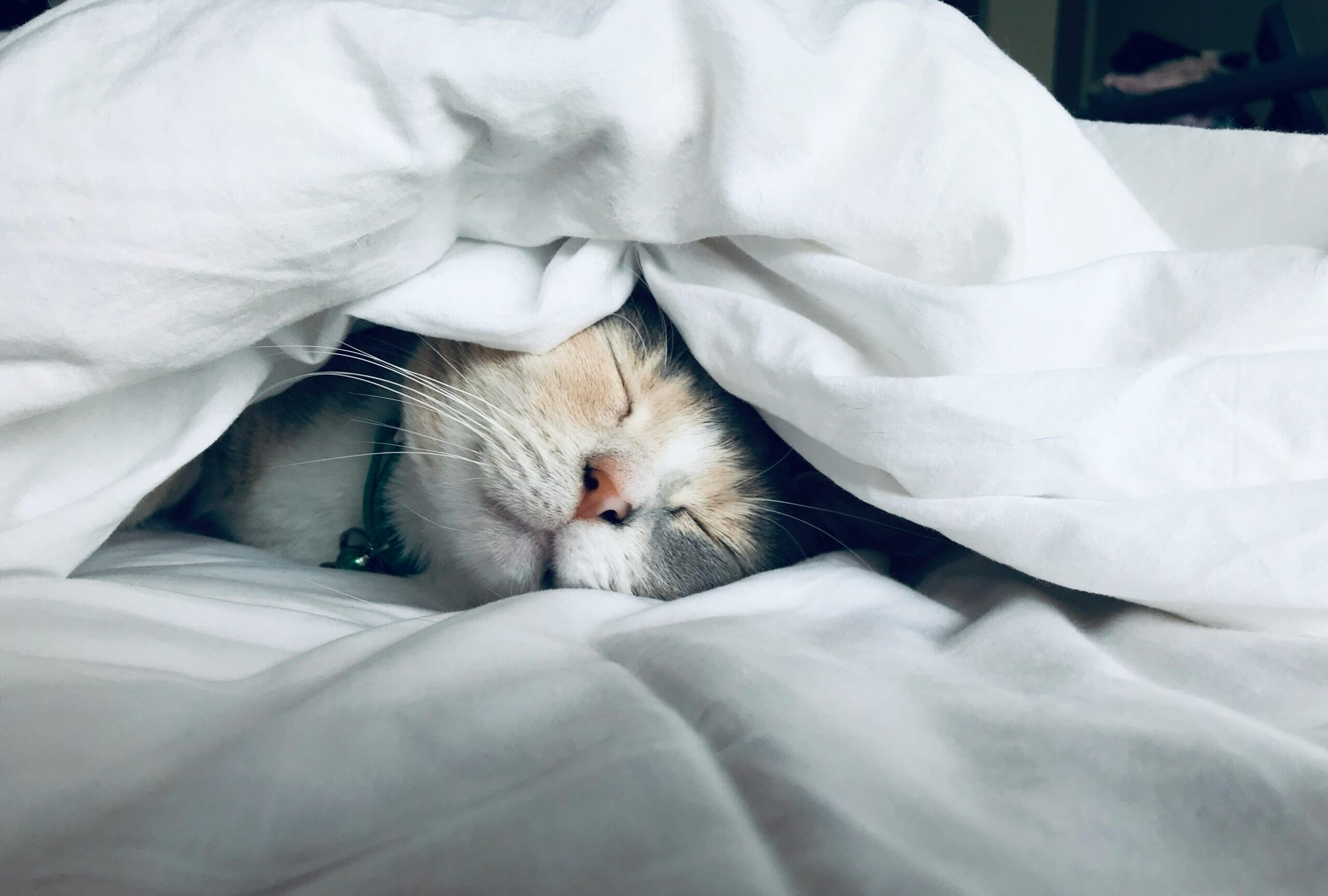 ADHD sleep calm cat cat sleeping under blanket representing rest and calm for ADHD sleep support blog